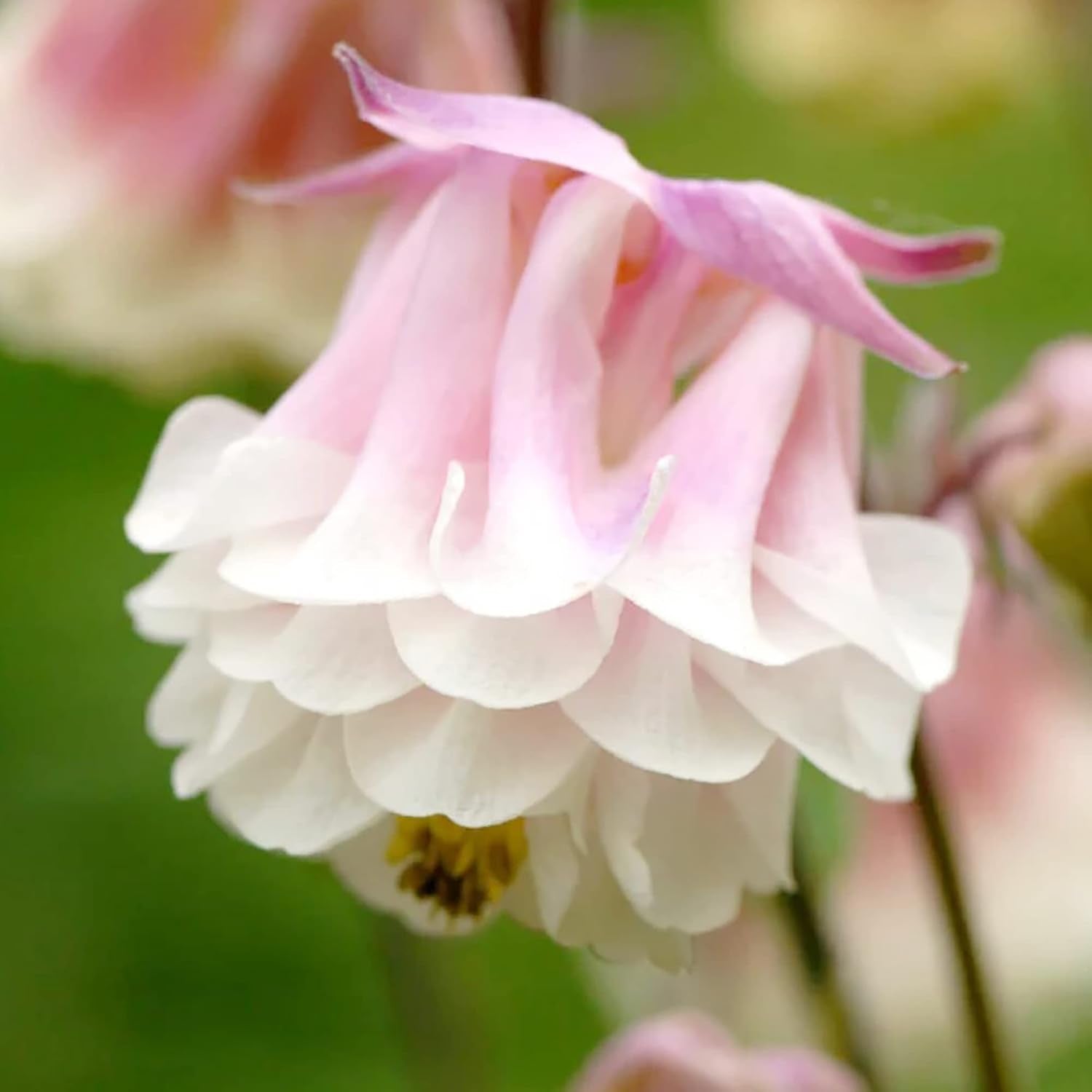 Hardy Columbine seeds for outdoor gardens