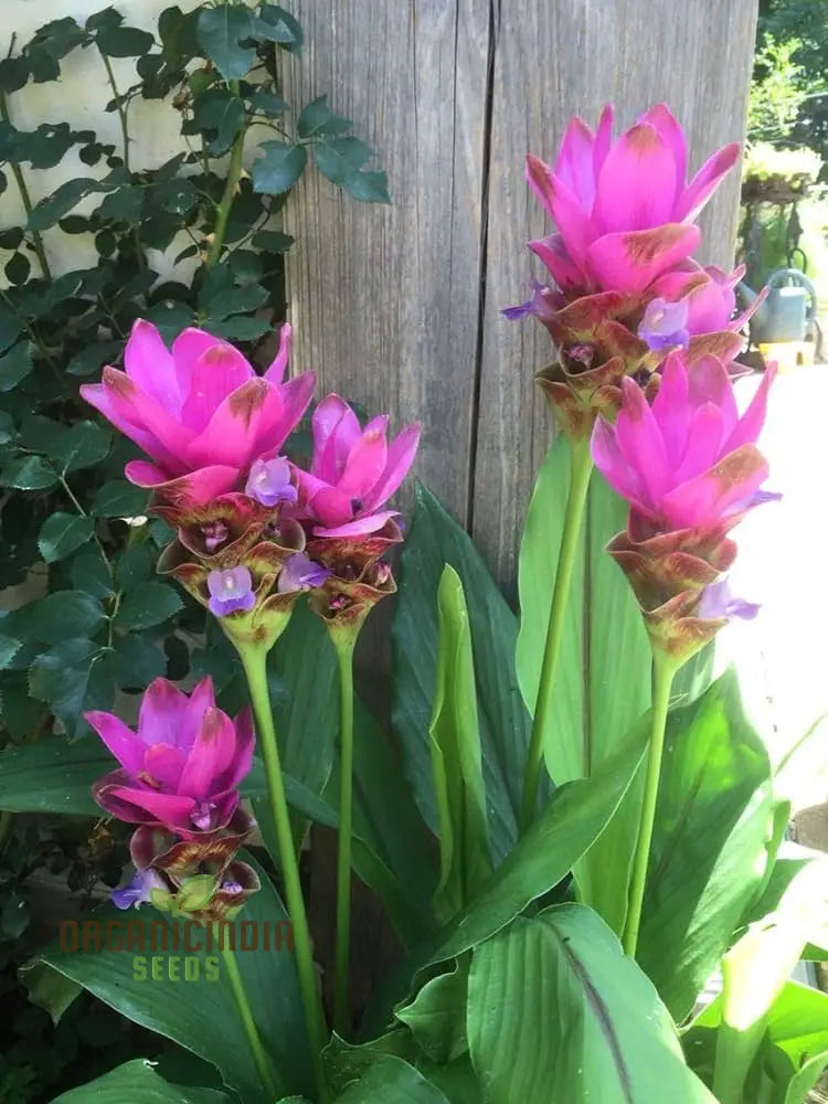 Hardy Curcuma garden seeds non-gmo pink blossoms