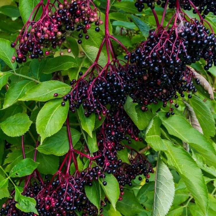 Hardy elderberry shrub seeds for planting