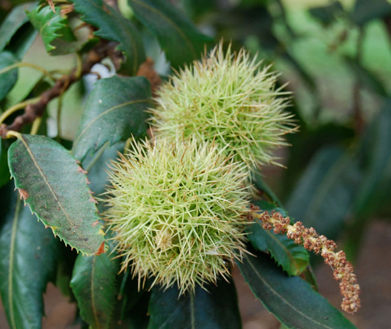 Hardy European chestnut tree seeds for long-living trees