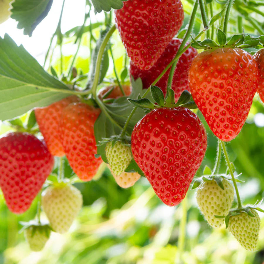 Hardy groundcover strawberry seeds for planting