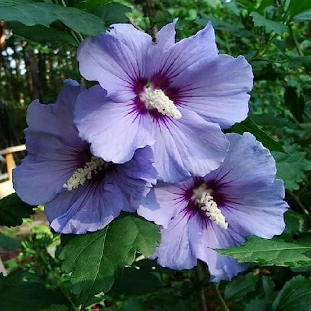 Hardy Tropical Hibiscus Seeds for Home Garden Landscaping