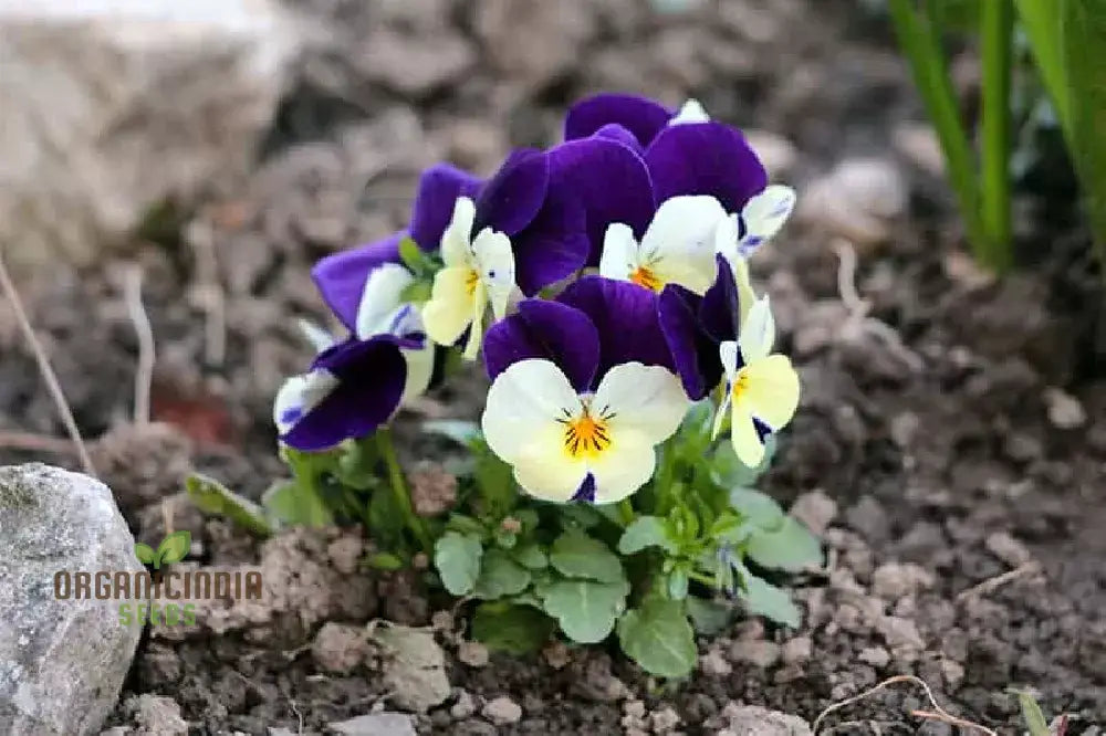 Hardy Johnny Jump Up seeds mix for borders and pathways