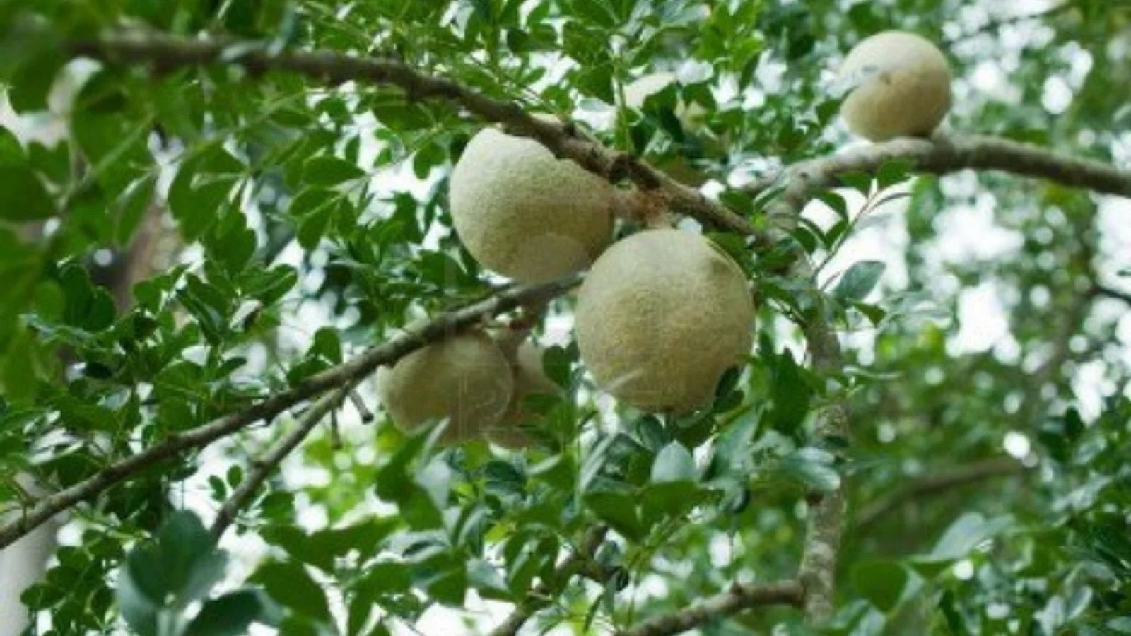 Hardy Native Fragrant Tree Seeds for Planting Outdoors