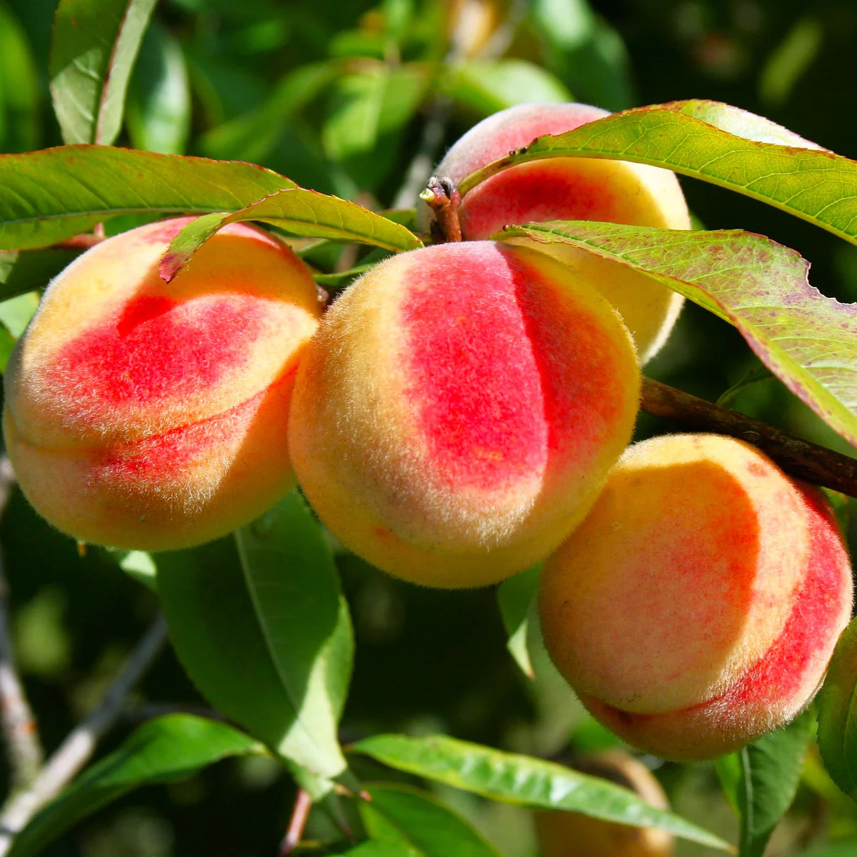 Hardy Nemaguard peach seeds for garden and orchard planting