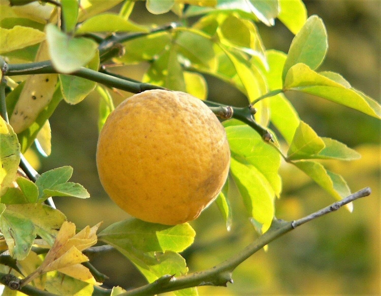 Hardy orange trees growing in outdoor orchard