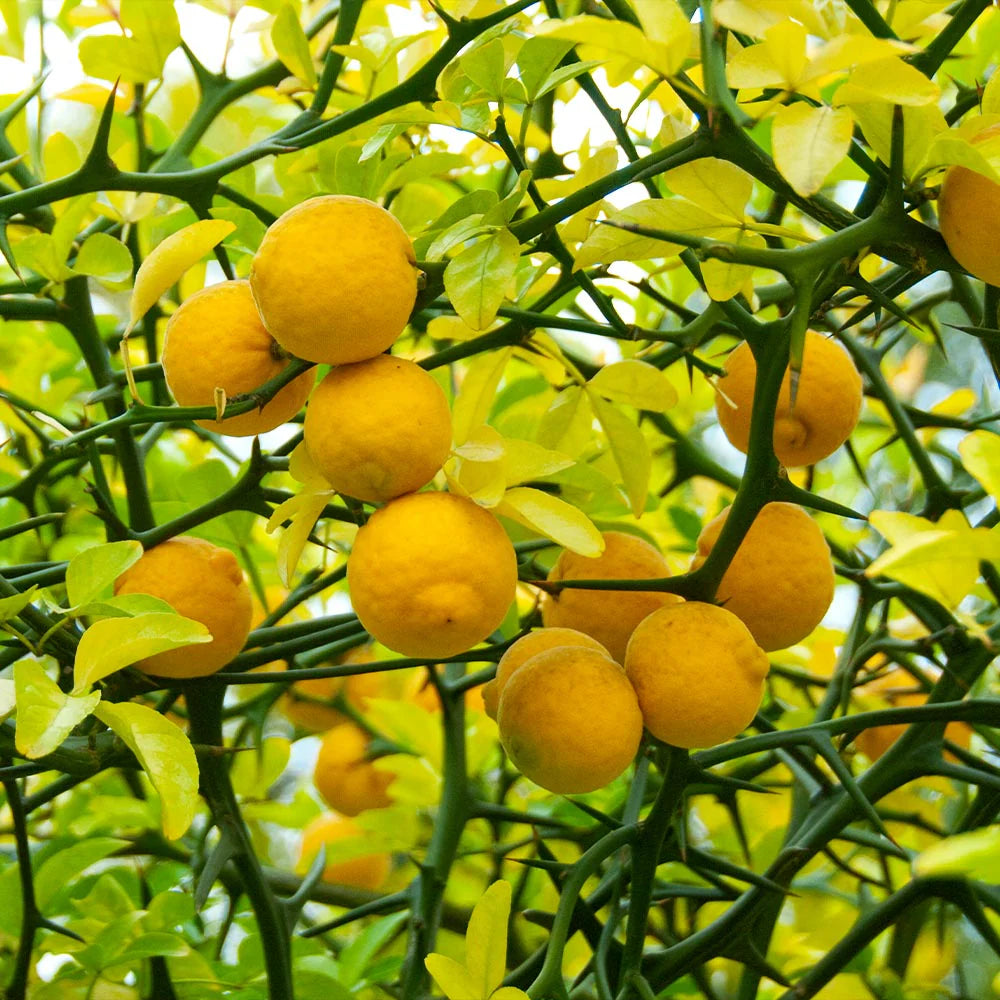 Hardy Orange Tree Seeds – Non-GMO Cold-Hardy Citrus Variety for Planting