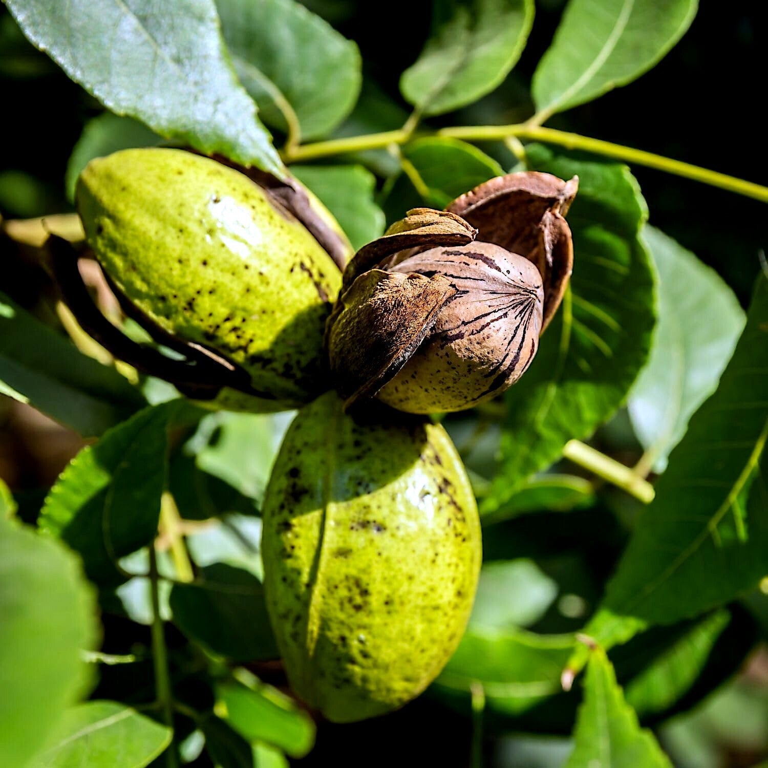 Hardy Pecan seeds for planting non-GMO variety
