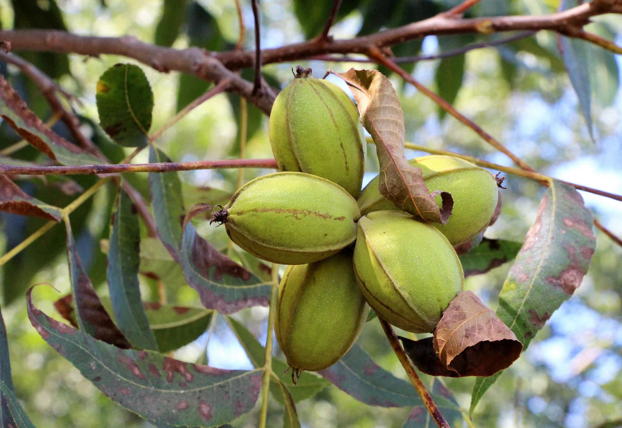 Non-GMO Hardy Pecan tree in home orchard