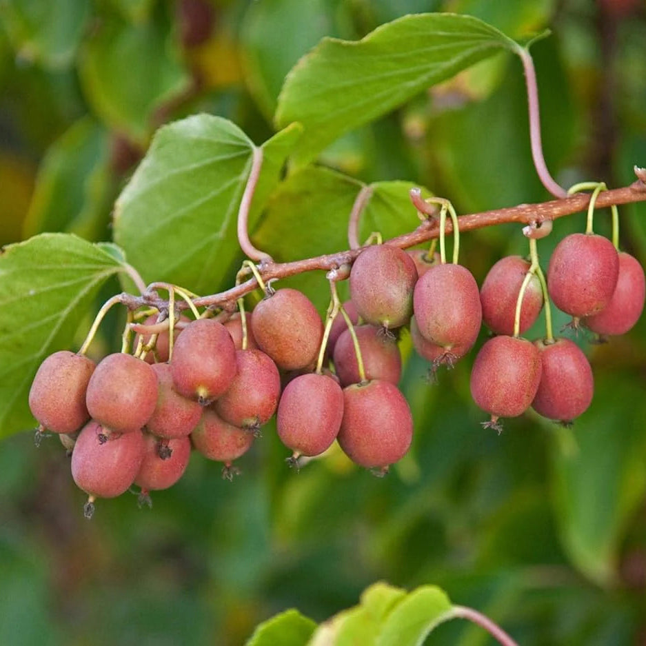 Hardy Red Kiwi Seeds for Planting