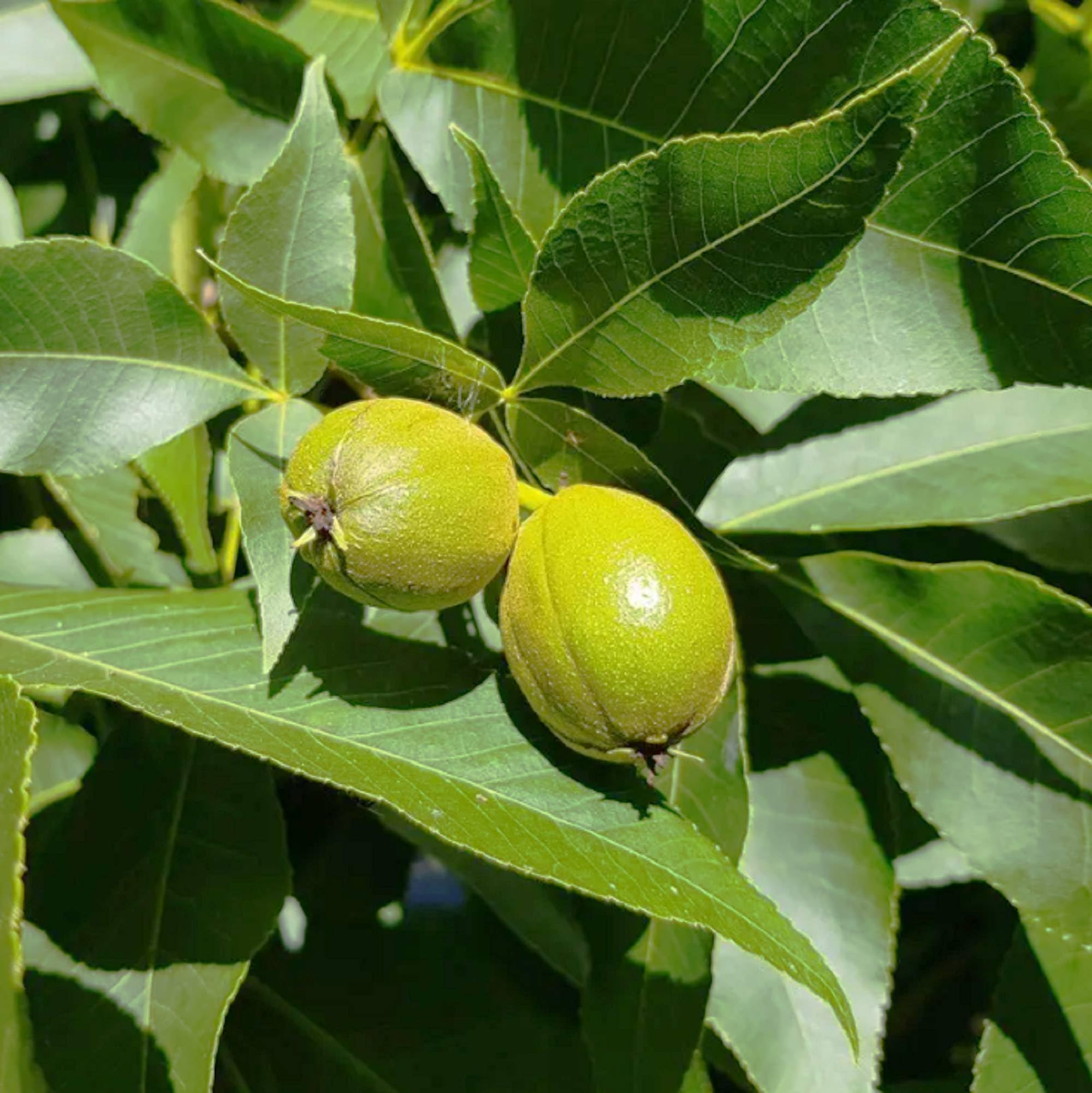 Hardy shagbark hickory tree seeds for cold-climate gardens