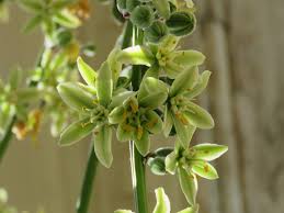 Hardy Succulent Furcraea Longaeva Seeds for Warm Climate Gardens