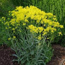Hardy Woad Flower Seeds for Landscaping and Wildflower Areas