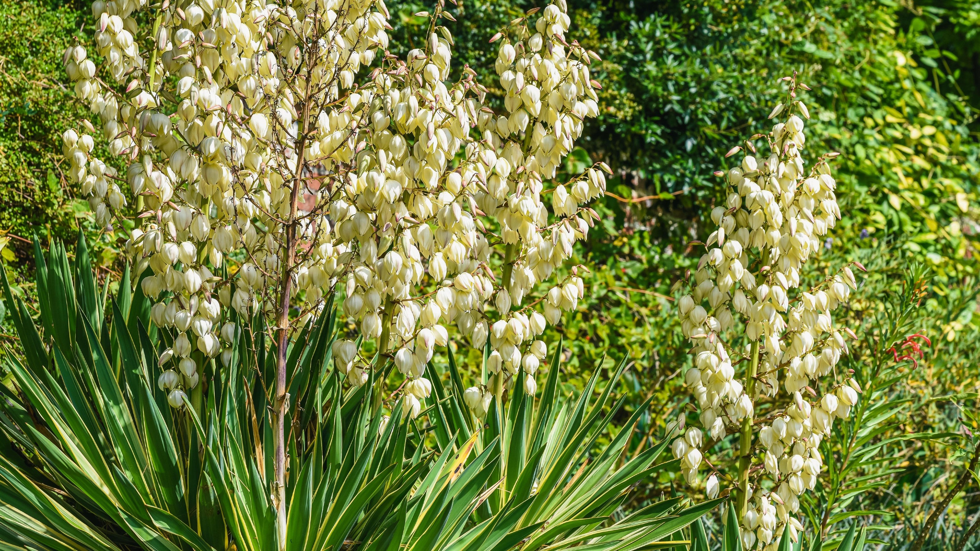 Hardy Yucca Filamentosa Seeds for Resilient Garden Designs