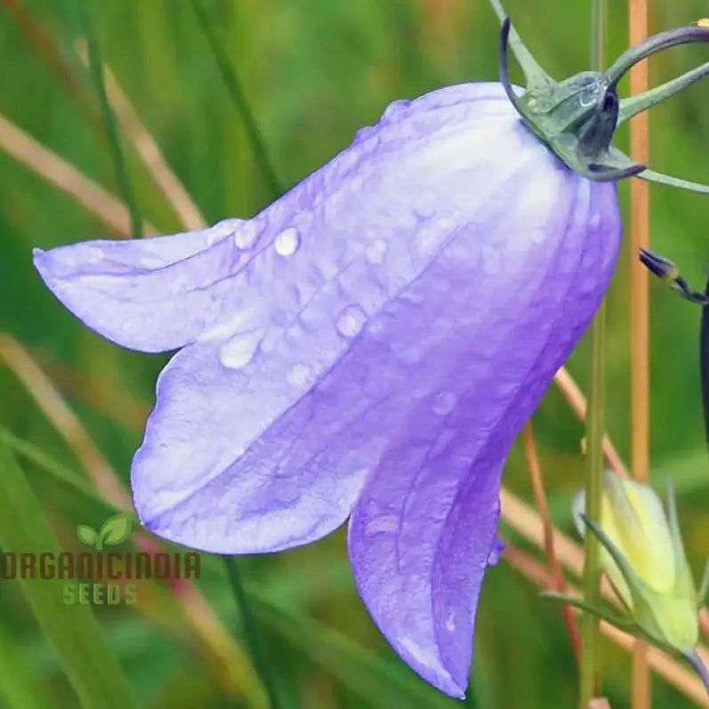 Harebell Flowers Seeds For Planting: Your Ultimate Guide To Growing And Caring For In Garden