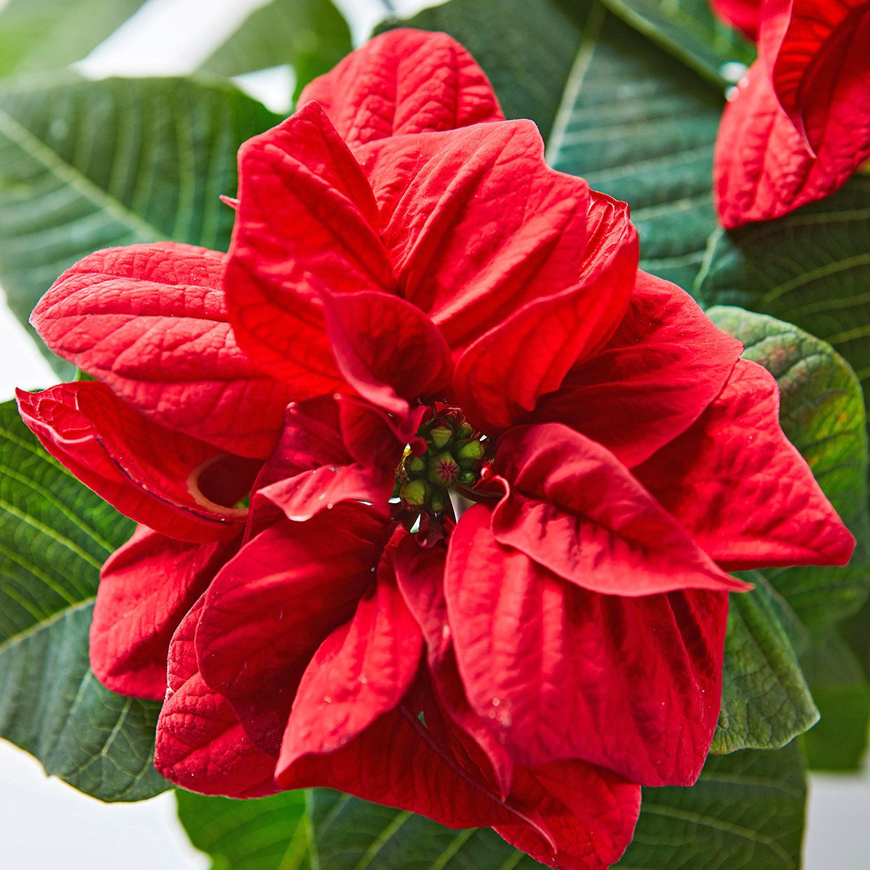 Premium Weihnachtsstern Blumensamen für den Bioanbau, hochwertiges Bio Saatgut