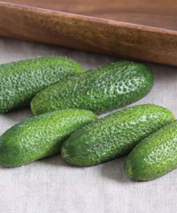 Harmonie Cucumber Seedling for Home Garden, Easy-to-Grow Cucumber Seeds