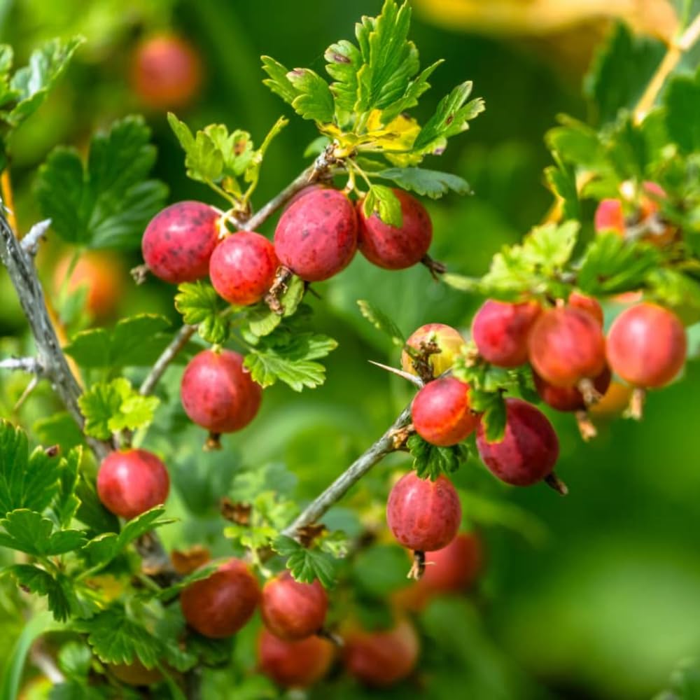 Freshly harvested Red Pixwell Gooseberries from home garden