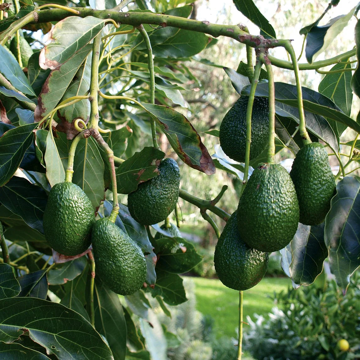 Hass Avocado Seeds – Persea americana Non-GMO Seeds for Planting