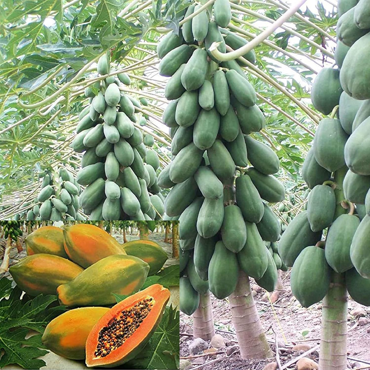 Hawaiian Kapoho papaya seeds producing golden tropical fruits