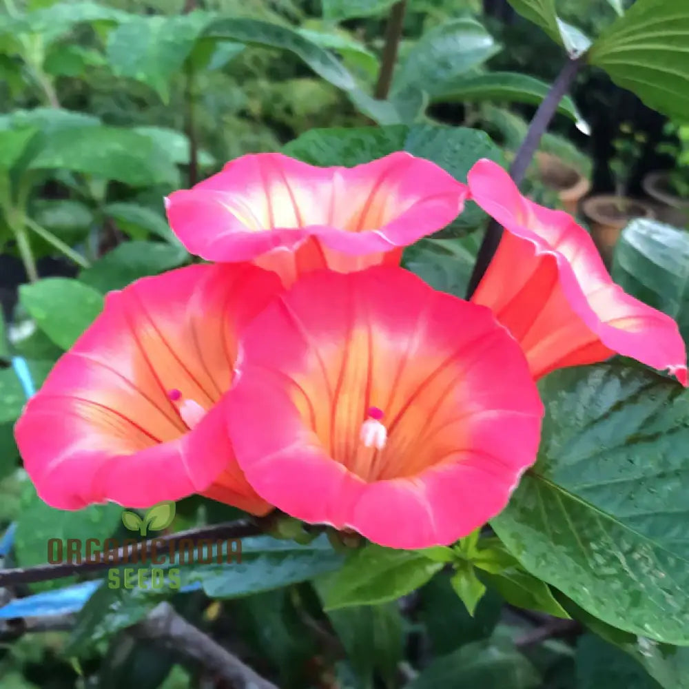 Hawaiian Sunset Vine Flower Seeds For Vibrant Tropical Gardening Perfect Lush Gardens Seeds