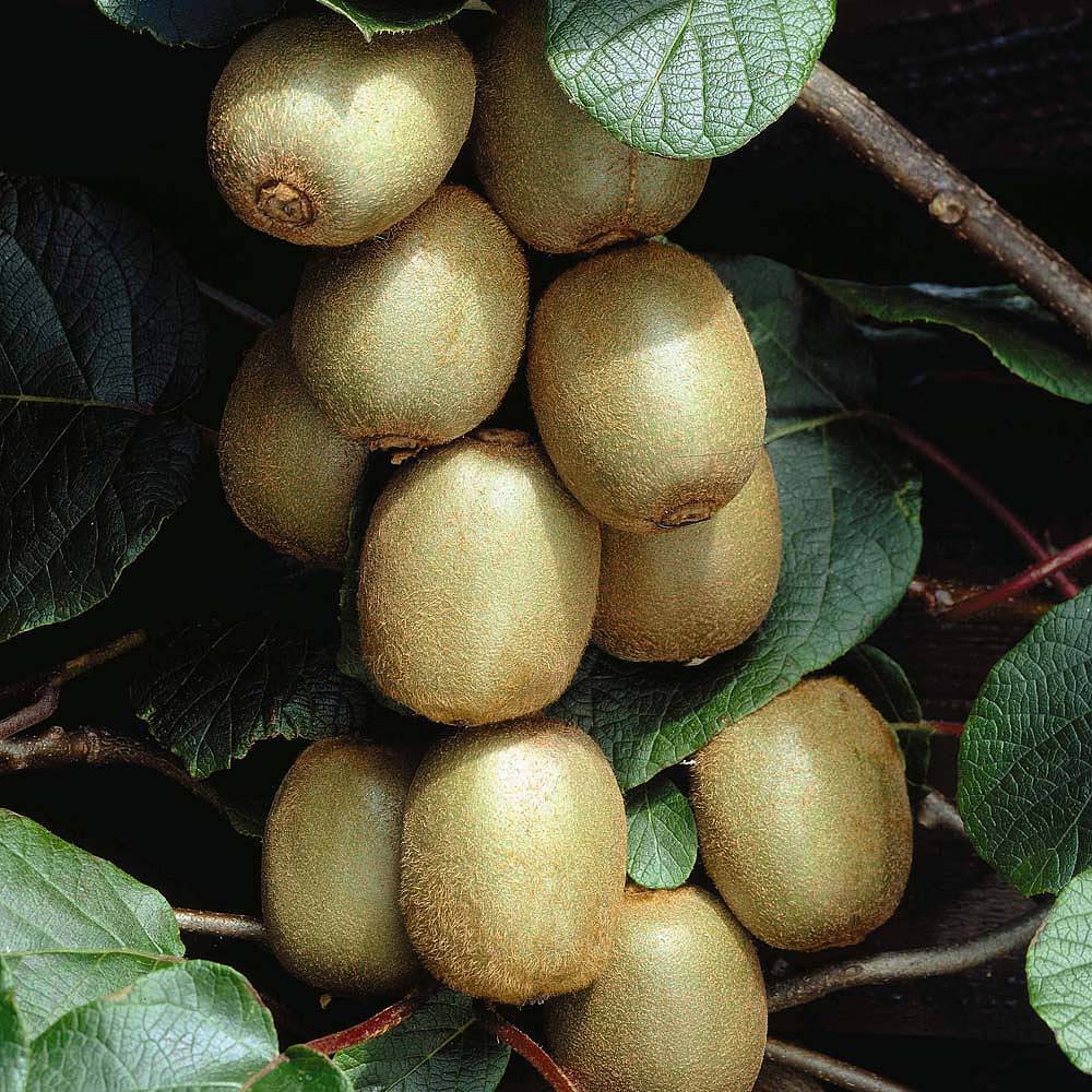 Hayward Kiwi Seeds for Planting – Grow Sweet & Juicy Kiwi Fruits