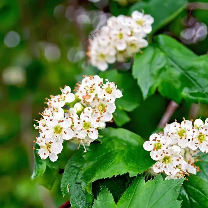 English Hawthorn Seeds - Common Hawthorn Deciduous Tree or Shrub, Ornamental & Edible Fruit for Garden