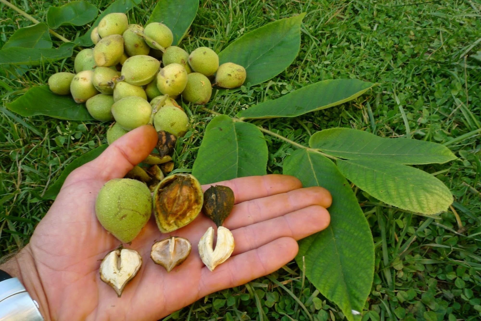 Heart-shaped nuts harvested from mature Heartnut Tree
