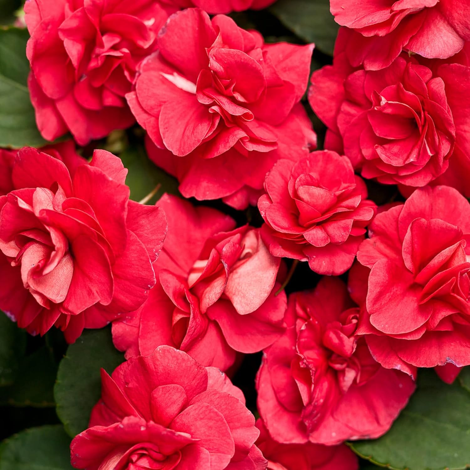 Heat tolerant Impatiens plants