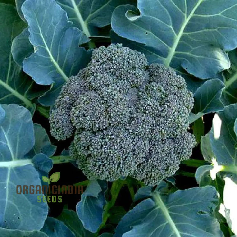 Mature Heirloom Broccoli Plant from Seeds, Garden Vegetable Variety