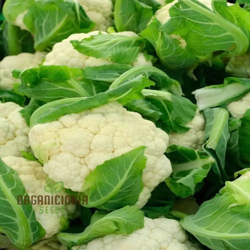 Heirloom Cauliflower Seeds for Planting, High Yield Vegetable Seeds