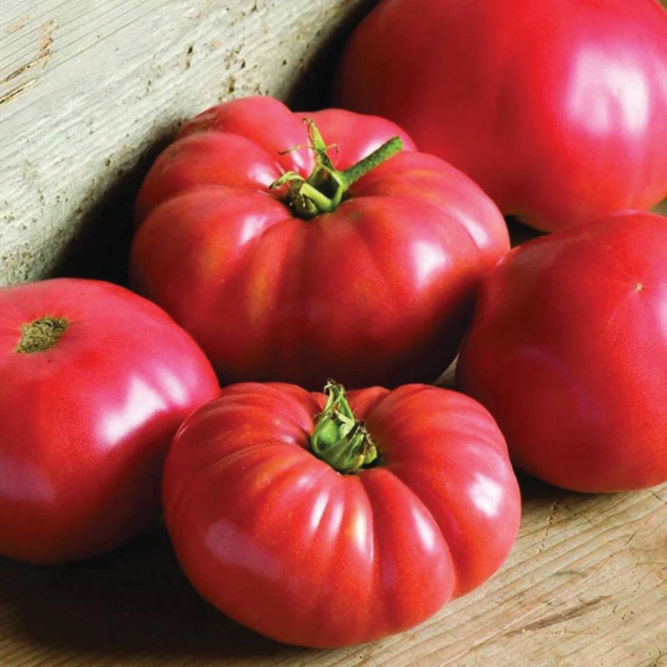 Heirloom German Johnson Tomato Seeds – Large Juicy Slicing Variety
