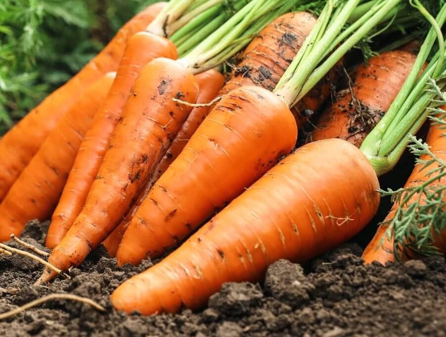 Heirloom Hercules Carrot Seeds – Sweet and Crisp Carrots