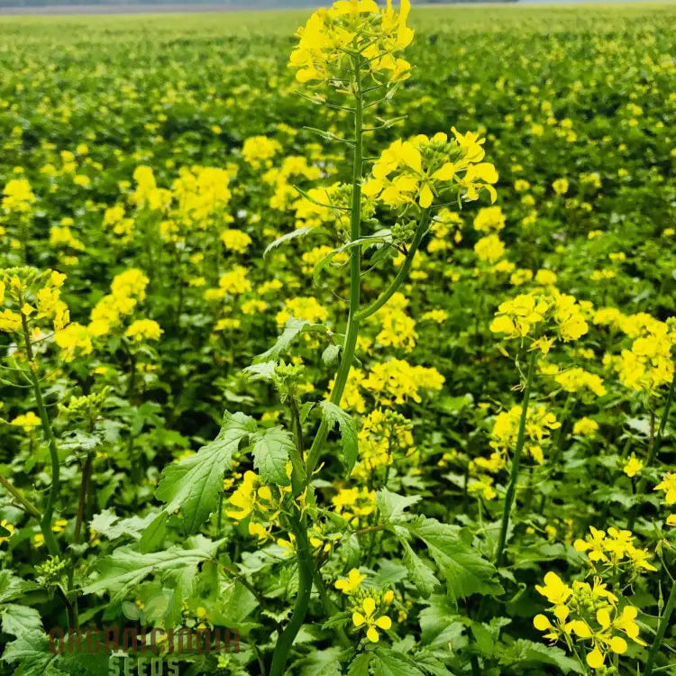 Heirloom Mustard Seeds For Planting Grow Flavorful & Nutritious Greens In Your Garden Leafy