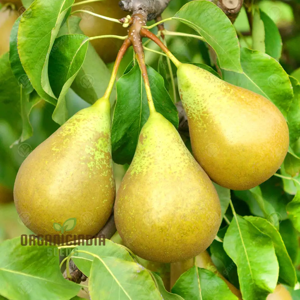 Heirloom pear seeds – high germination, non-GMO