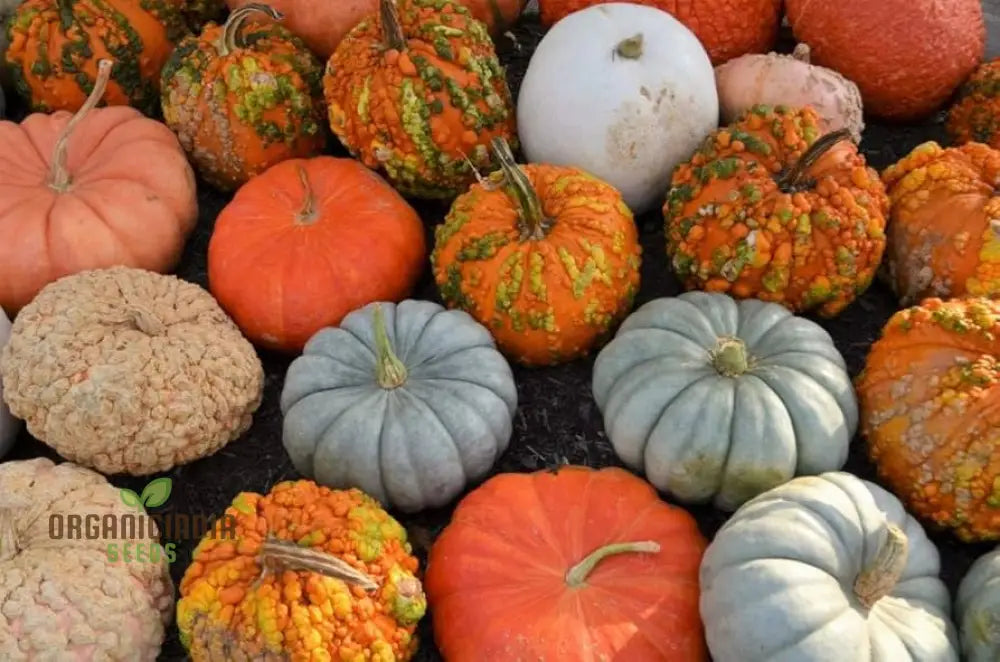 Fresh Heirloom Pumpkins from Seeds, Assorted Shapes and Colors