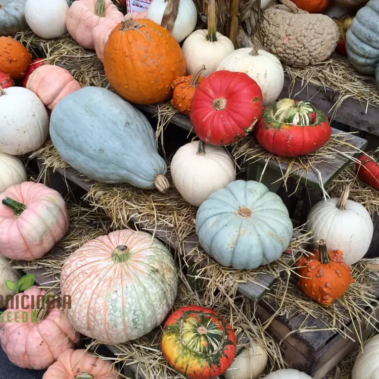 Mature Heirloom Pumpkin Mix Vines from Seeds, High Yield Garden Plants