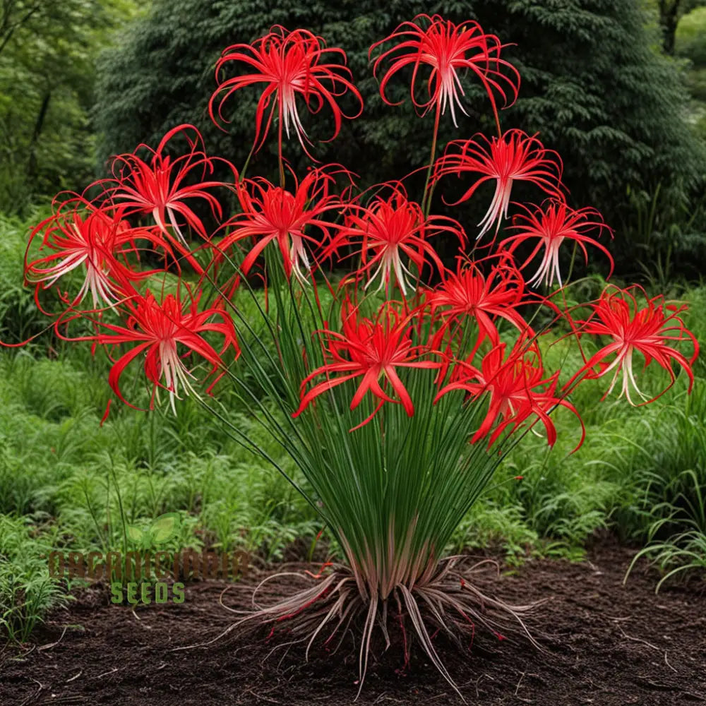 Heirloom Red Spider Lily Flower Seeds Bulbs Lycosâ€™s Radiata For Fall Planting Perennials