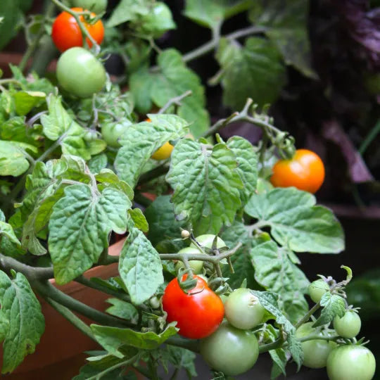 Heirloom Tomato Seedlings Growing from Organic Seeds in Pots