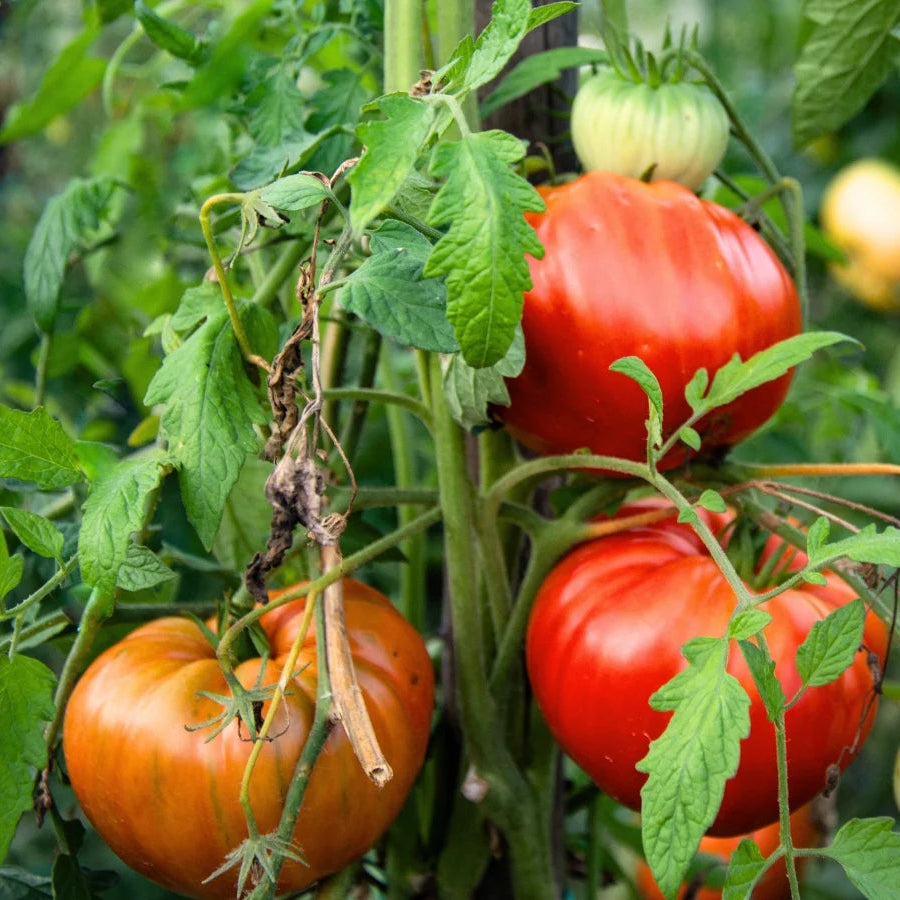 Organic Heirloom Tomato Seeds Packet for Planting, Non-GMO Garden Seeds