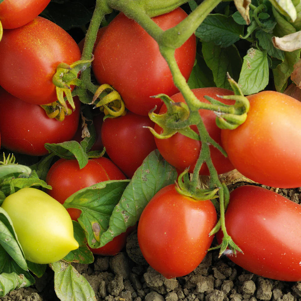 Heirloom Quality Viva Italia Tomato Seeds – Meaty Paste Variety