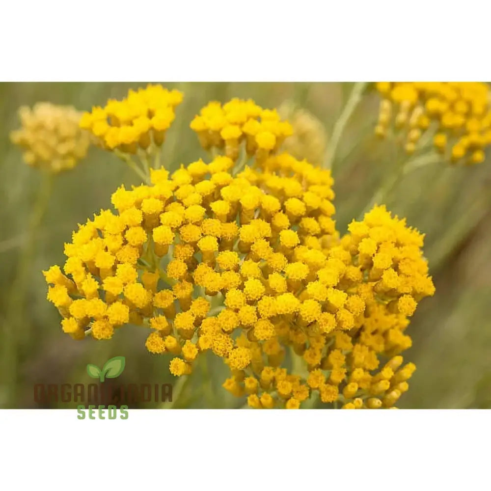 Helichrysum Flower Seeds For Gardening Enthusiasts - Perfect Home Planting Projects