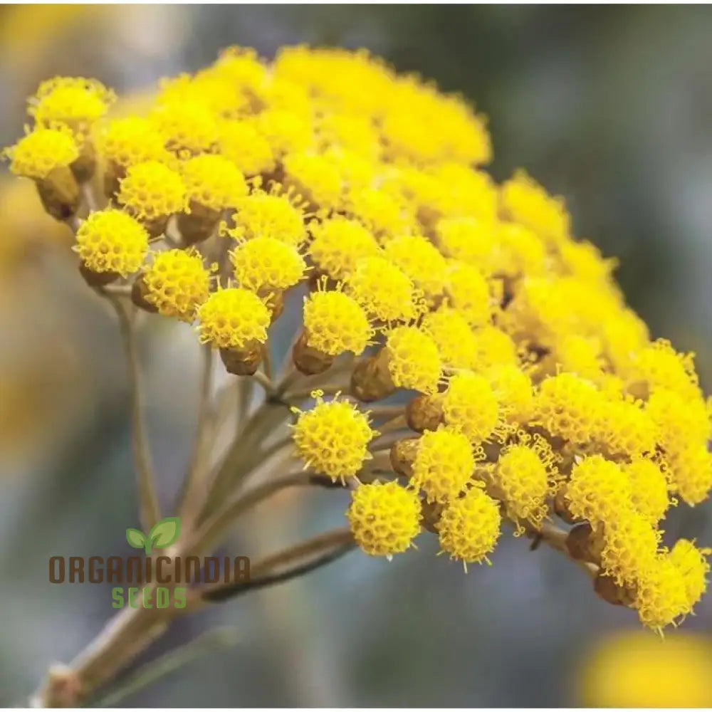 Helichrysum Flower Seeds For Gardening Enthusiasts - Perfect Home Planting Projects