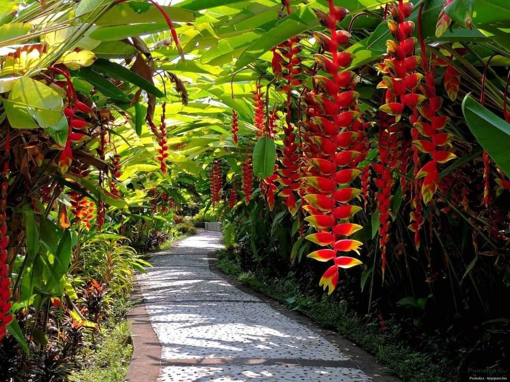 Heliconia Rostrata Bird of Paradise Plant Seeds for Planting