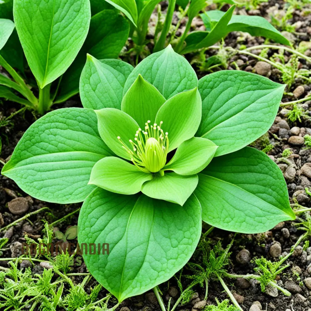 Shade-Loving Hellebore Seeds for Home Garden Landscapes