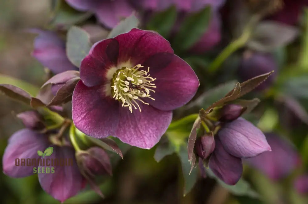 Helleborus Orientalis Seeds for Planting