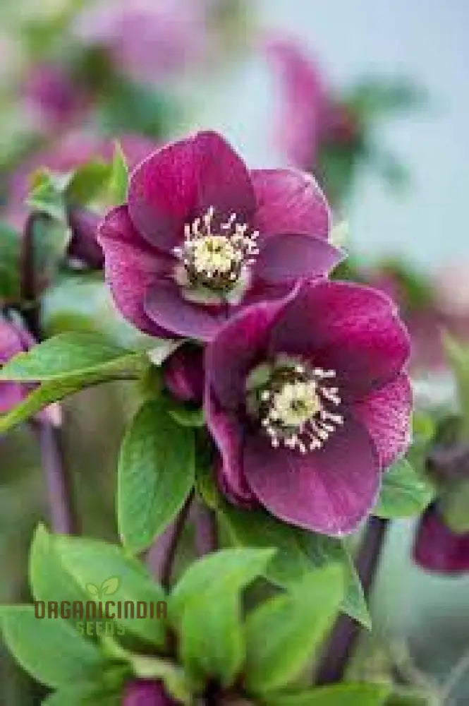 Helleborus Orientalis Plant in Shaded Garden