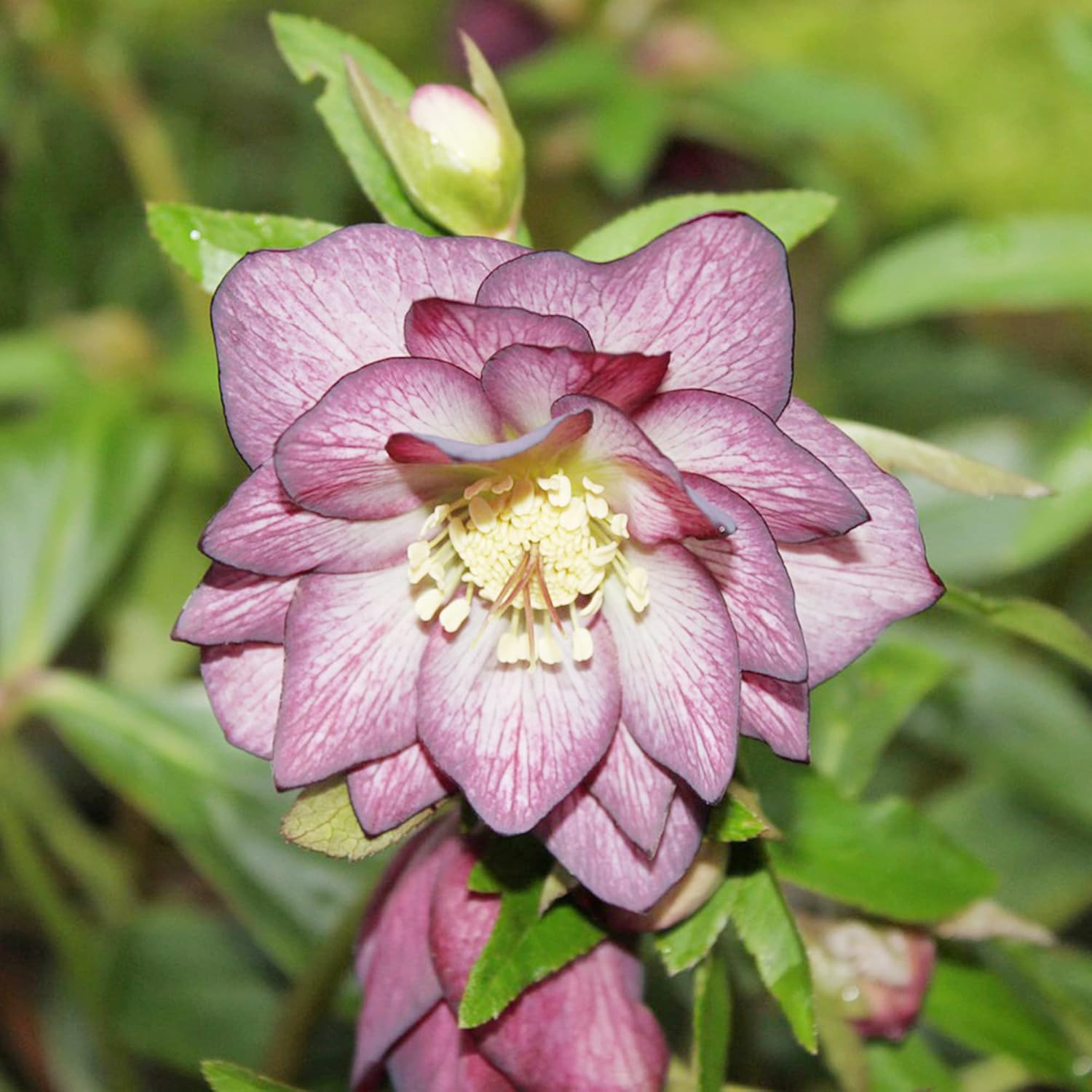 Helleborus seeds for planting shade-loving perennial flowers
