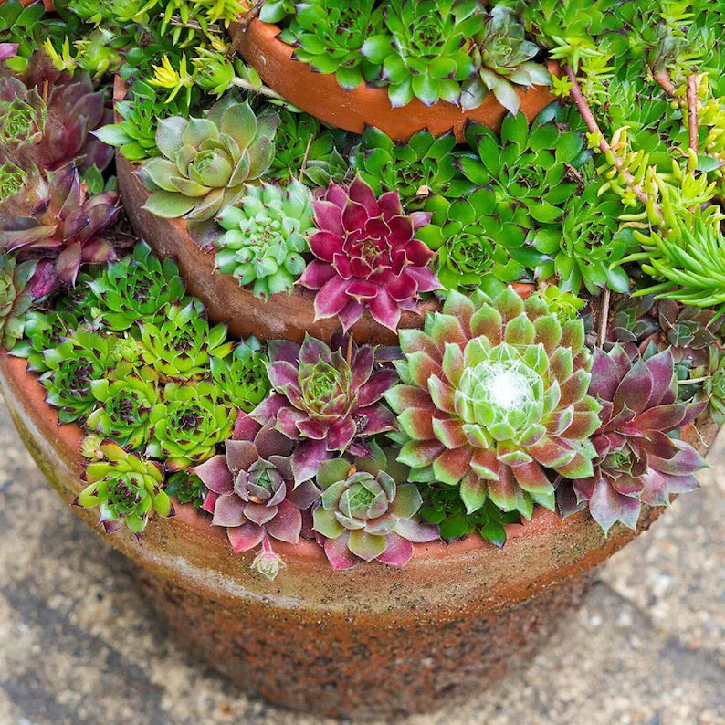 Hens and Chicks Succulent Mix Seeds for Decorative Rosette Plants