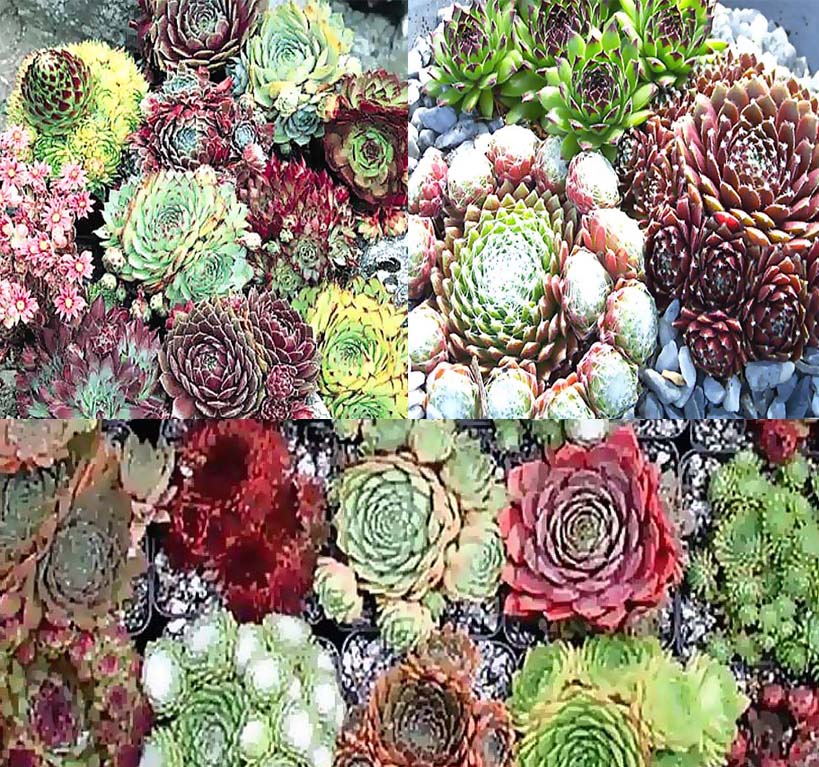 Hens and Chicks Seeds for Rock Garden and Outdoor Planting